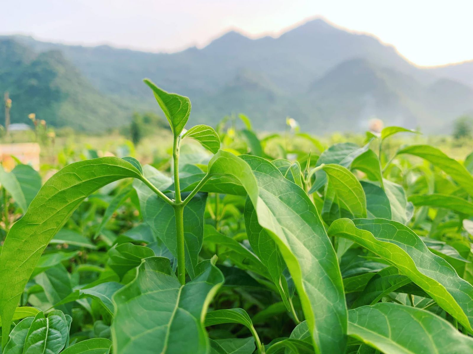 Trà dây thìa canh Mộc Can - dành cho bệnh nhân tiểu đường 2